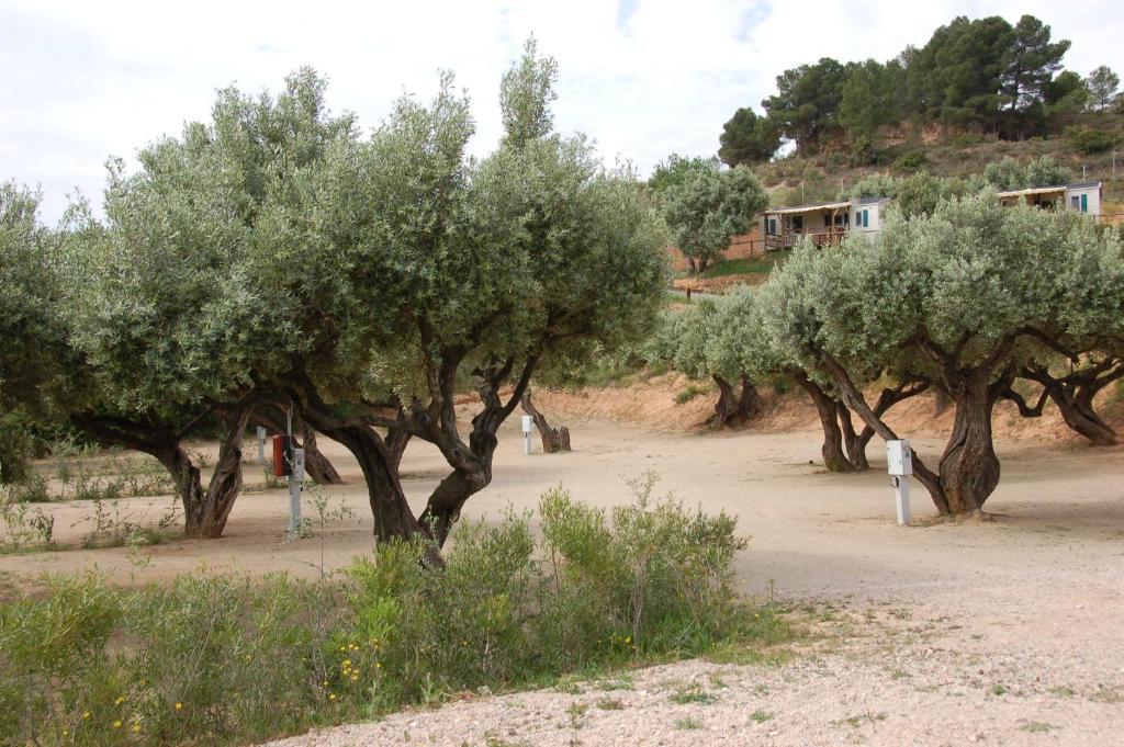Camping Terra Alta Bot المظهر الخارجي الصورة
